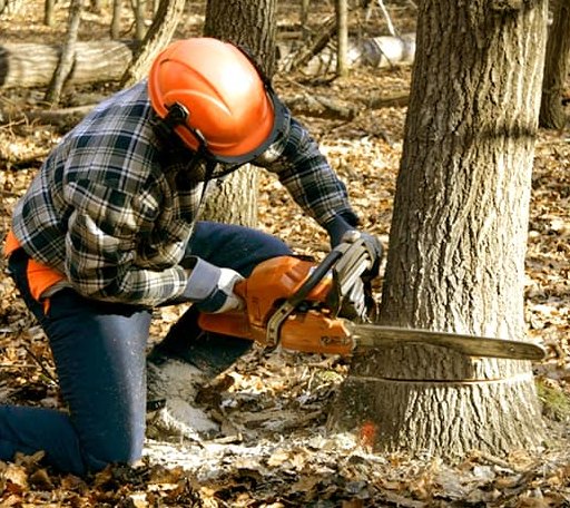 Tree Removal in Coyote, CA